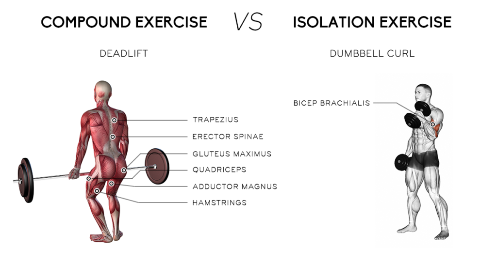 Mevolv - 🏋🏻Compound vs 💪🏻Isolation Exercises - mevolv.com - ▪️Compound  exercises targets and utilizes multiple major muscle groups and joints at  the same time. The most obvious of these would be the